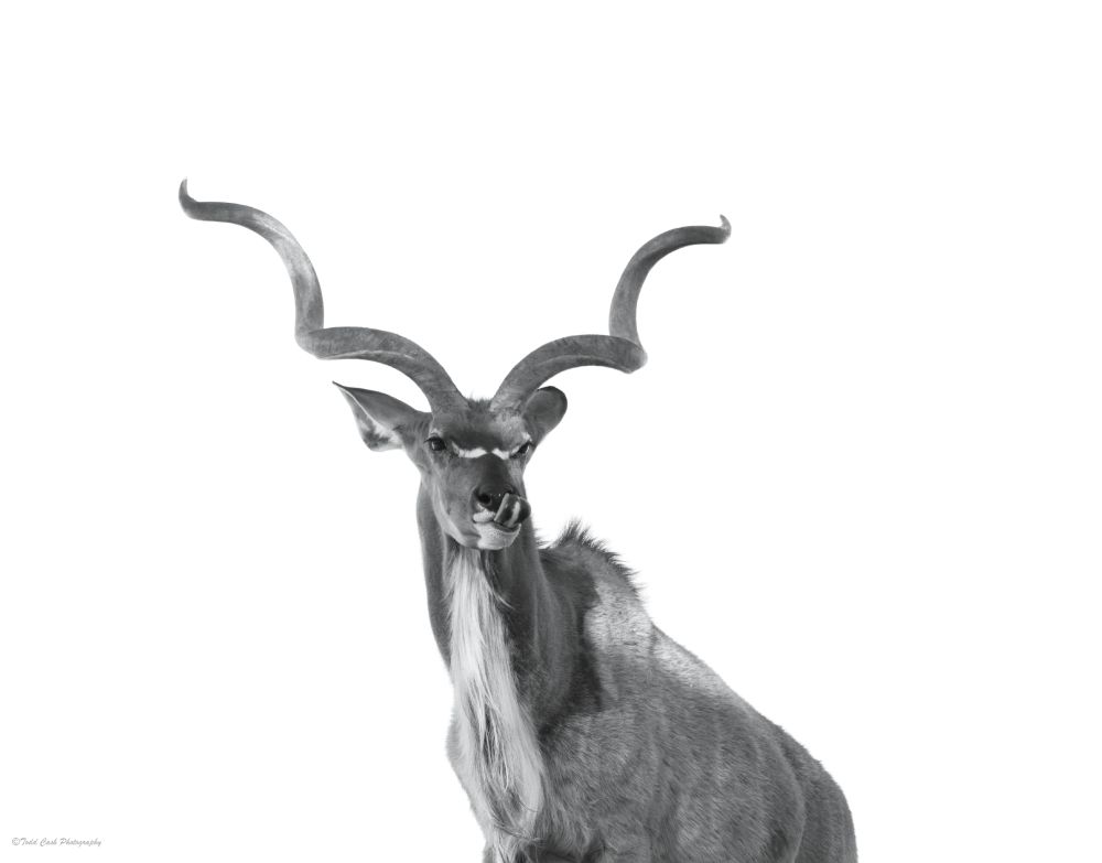 Black and white image of a Kudo.