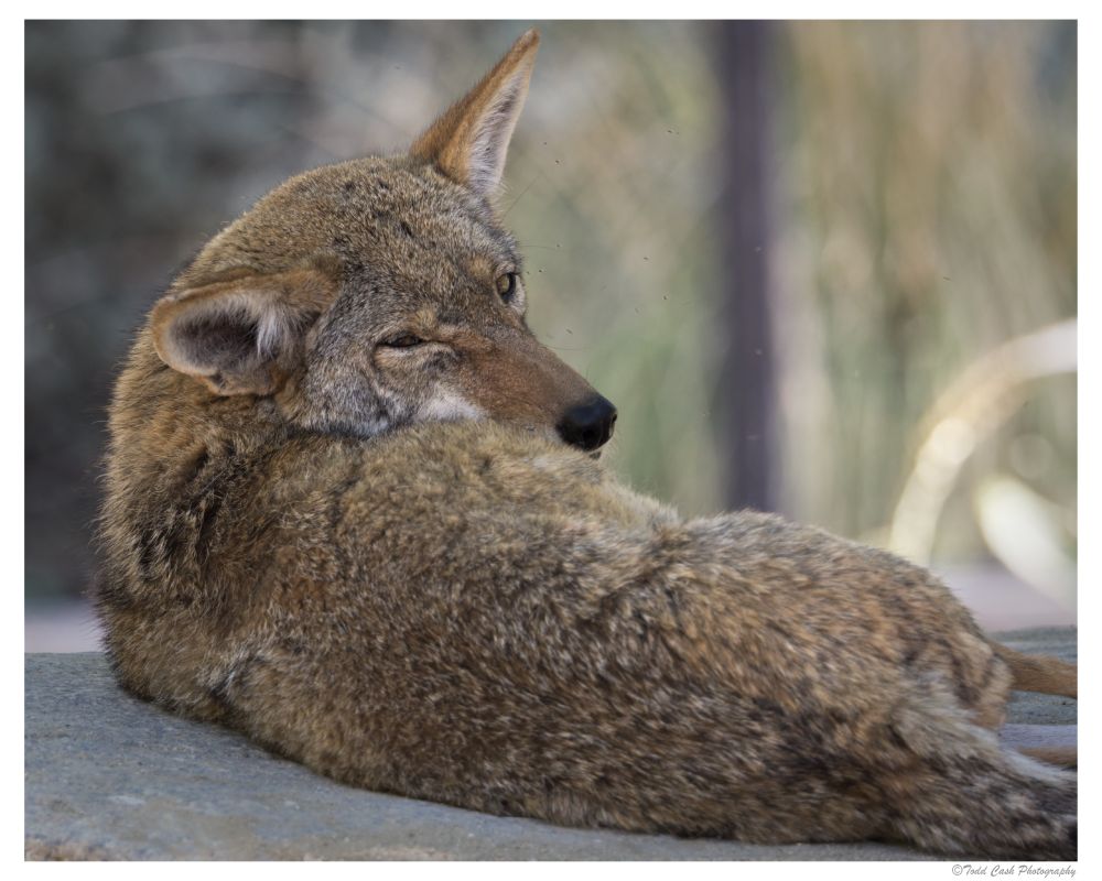 Coyote trying to nap on a large rock.