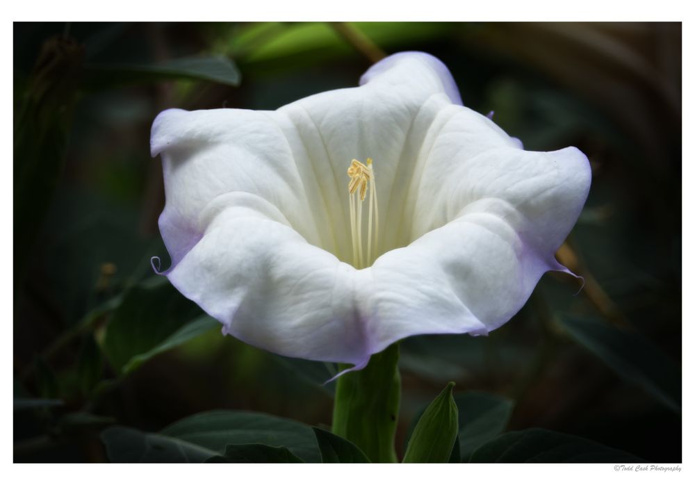 Sacred Datura, also know as thorn apple.  Has hallucinogenic properties, but is also highly poisonous.