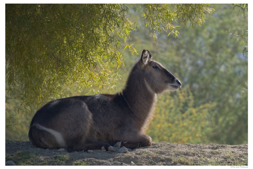 Waterbuck catching the early morning sun on a hilltop