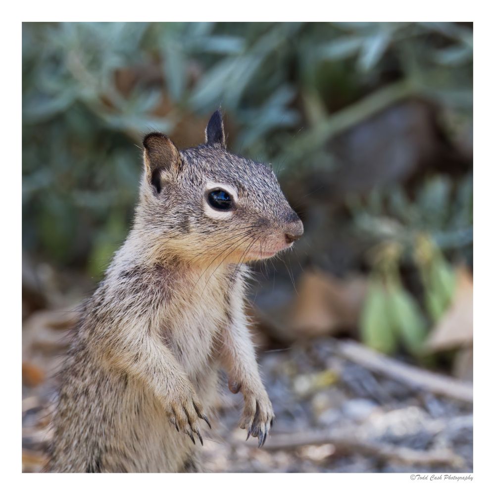 Baby squirrel standing on its hind legs staring at camera.