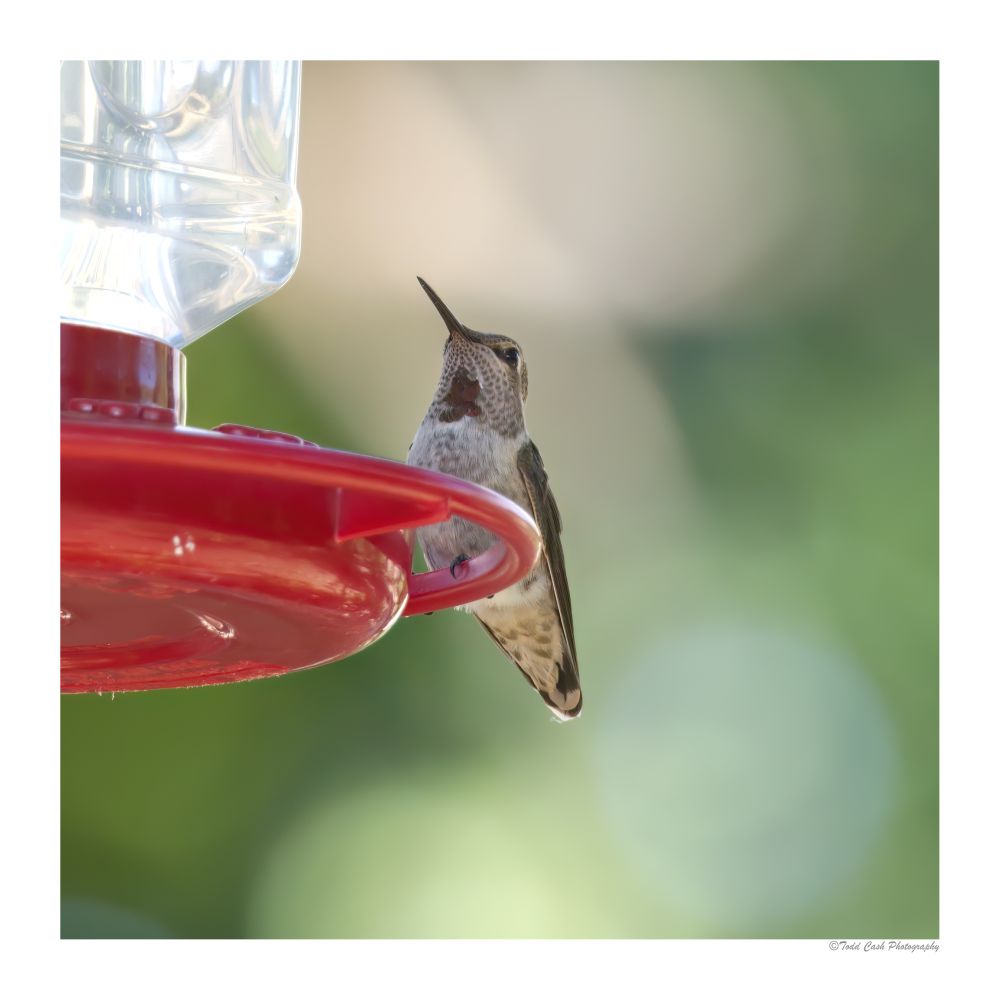Juvenile Anna's hummingbird sitting on feeder.  It throat feathers are just barely turning red.