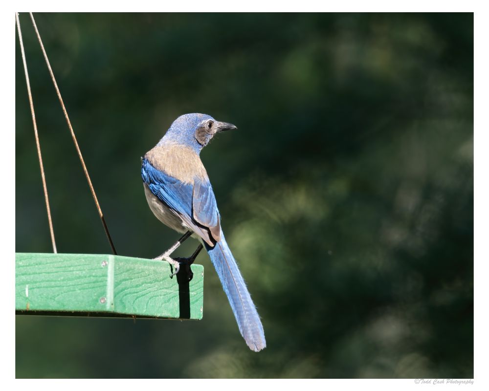 Scrub Jay sitting on edge of bird feeder.  Back to camera, looking over it shoulder at something.