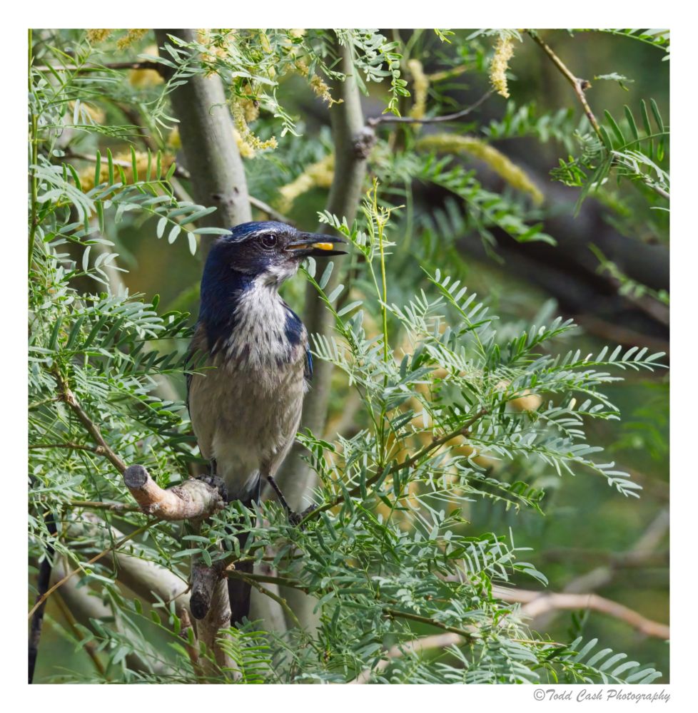 Scrub Jay sitting on a branch eating a piece of corn meal.