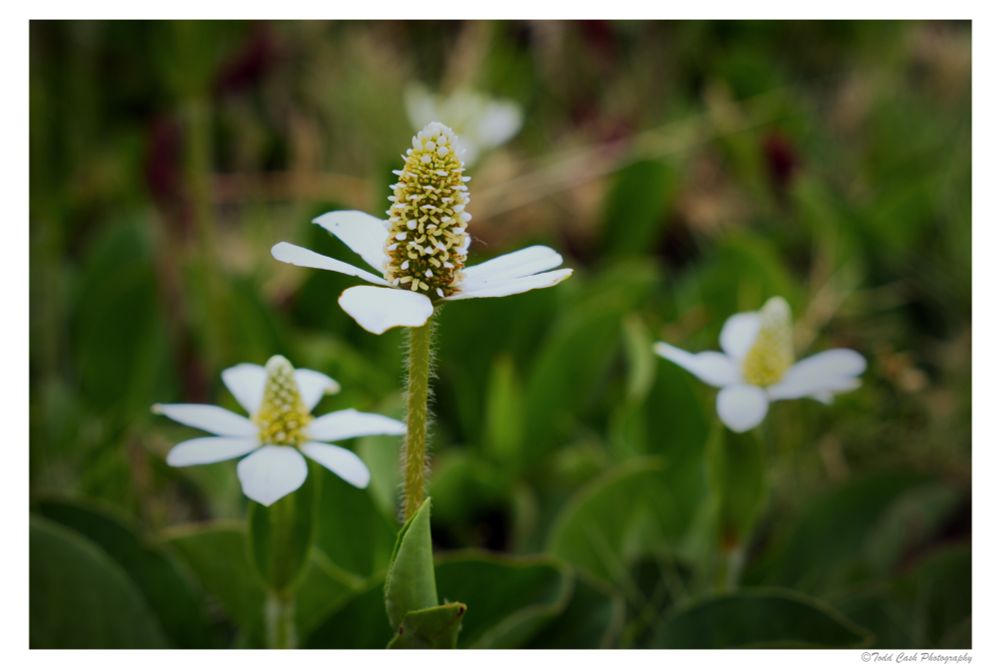 Yerba Mansa, blooming in the Southern California mountains.  Small white flowers in a field of green leaves.