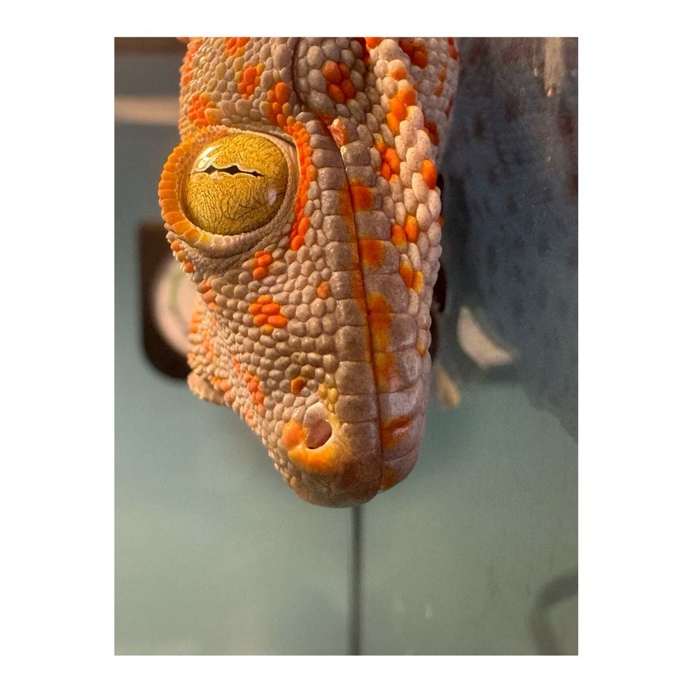 らむね( トッケイ ) ⌇🏷