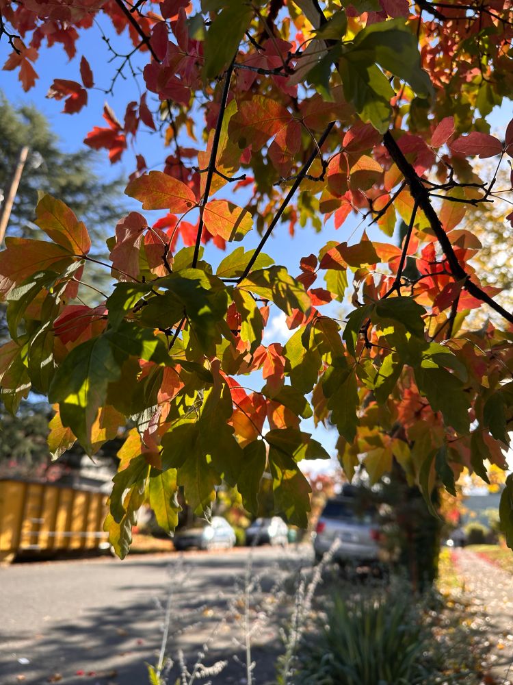 Green tree leaves turning orange and red against a robins egg blue sky