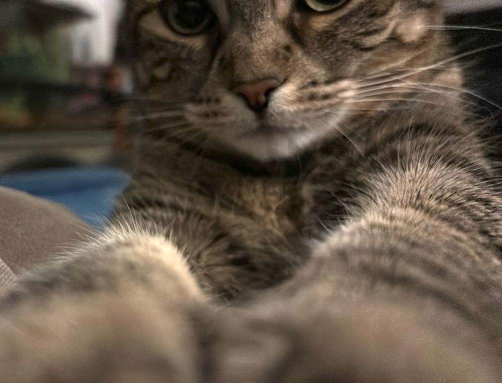 animal extends both arms towards your face that it is touching (face and paw contact offscreen)