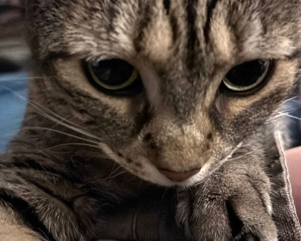 world’s cutest animal crawls towards your head