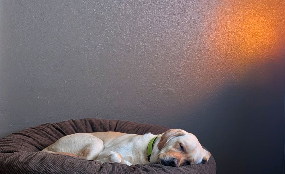 Sage, a yellow lab asleep on brown poof. 