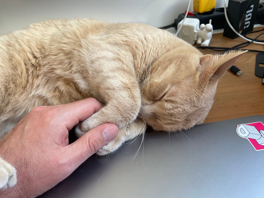 Photo of a gold colored cat with its eyes closed. The photographer is holding his front paws. 