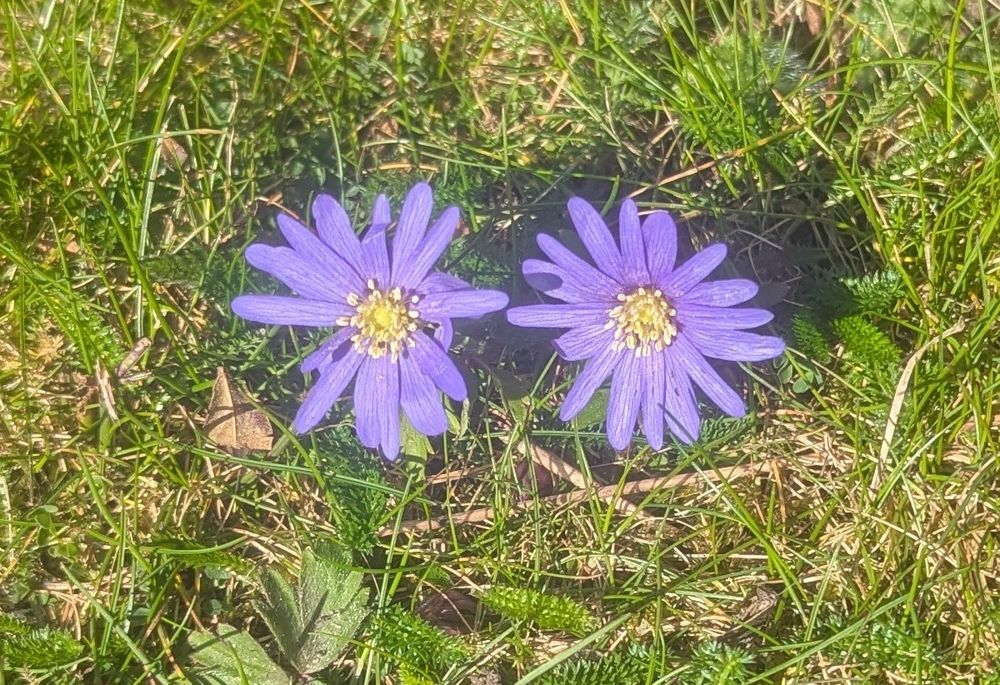Purple flowers with a yellow centre surrounded by green grass