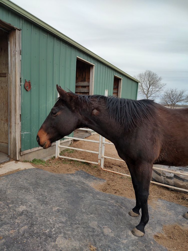 Photo of a tall dark brown retired racehorse in front of a green barn. 