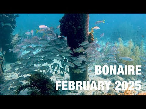 Bonaire February 2025