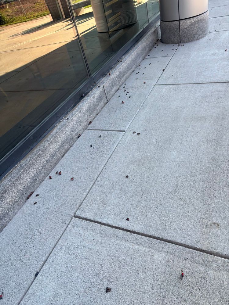Spotted lanternfly bodies clustered on the sidewalk near the entrance to an office building