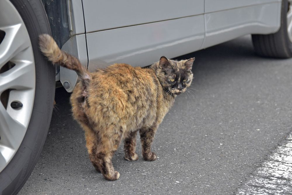 やっぱりサビちゃんにも近寄れず。ブラッシングしたいね。
