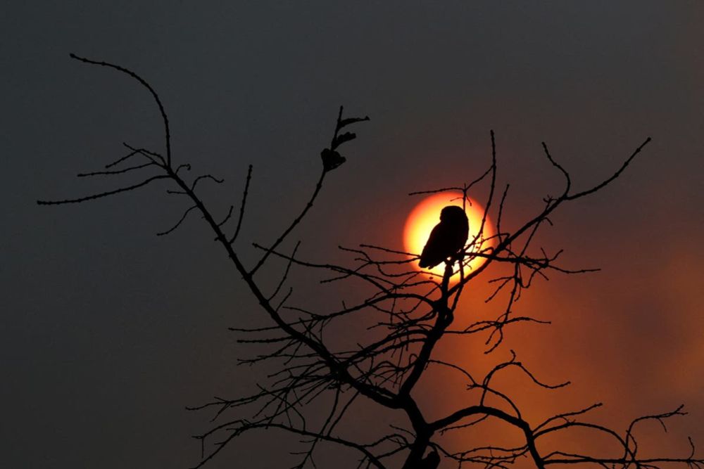 Brazil faces record wildfires and drought — and it may only get worse