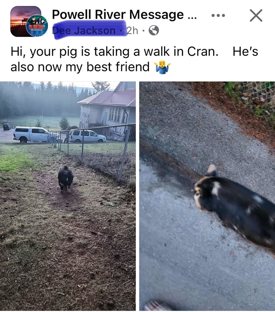 Lost pig takes a walk in Cranberry, PR. 