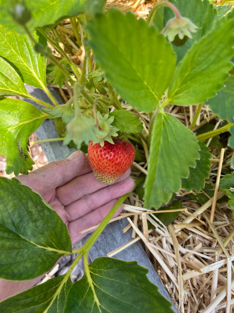 A single strawberry ripening in a garden bed full of them. 