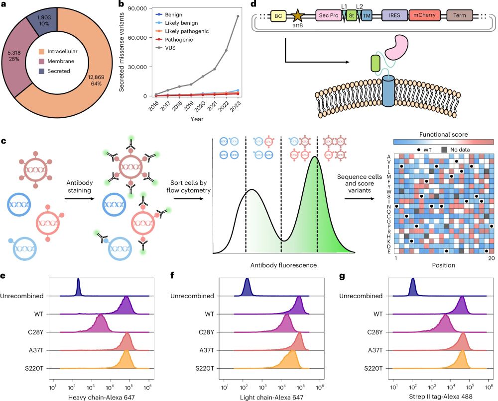 Fig. 1: MultiSTEP enables at-scale measurement of variant effects in secreted proteins.

a, Secreted proteins make up approximately 10% of the human proteome. b, Cumulative number of missense variants in secreted proteins deposited in ClinVar from 2016 to 2023, colored by clinical interpretation. c, MultiSTEP retains secreted proteins on the cell surface, establishing a physical link between genotype and phenotype (left). Cells expressing a library of variants of the target protein are sorted into bins based upon intensity of fluorescent antibody binding, followed by deep sequencing to derive a functional score for each individual variant (middle). The result is a variant effect map (right). d, MultiSTEP design. Secreted protein-coding sequences (Sec Pro) are cloned into an attB-containing landing pad donor plasmid containing a unique degenerate barcode (BC). Secreted proteins are engineered to have C-terminally fused (GGGGS)2 flexible linkers (L1 and L2) attached to a single-pass transmembrane (TM) domain. In between the linkers is a Strep II epitope tag for surface detection (St). The construct contains an internal ribosomal entry site (IRES), driving co-transcription of an mCherry fluorophore that serves as a transcriptional control. e–g, Flow cytometry of known well-secreted (p.A37T, p.S220T, WT) and poorly secreted (p.C28Y) FIX variants displayed using MultiSTEP (n ~ 30,000 cells per variant). Unrecombined cells do not display FIX and serve as a negative control. Fluorescent signal was generated by staining the library with either an anti-FIX heavy chain antibody (e), an anti-FIX light chain antibody (f) or an anti-Strep II tag antibody (g).