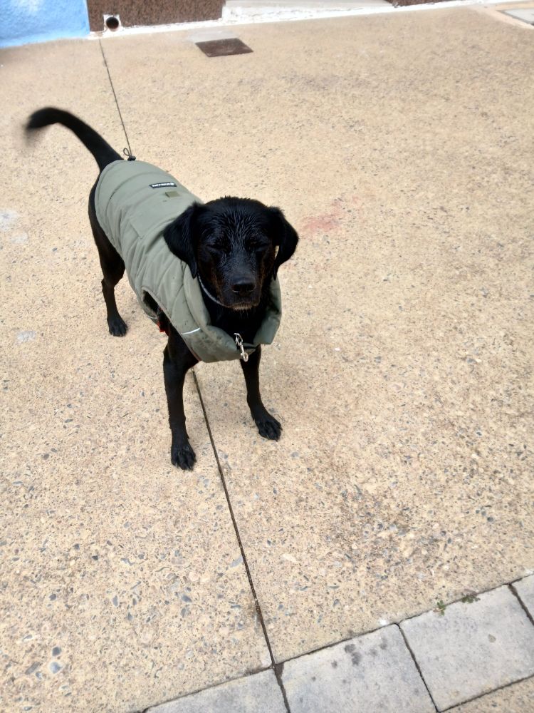 Gos negre amb una jaqueta verda mirant a la càmera. Té la cara mullada de posar-la dins l'aigua.