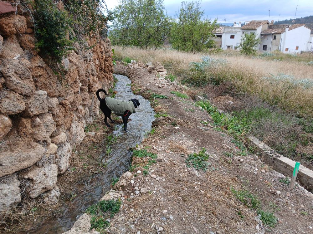 Gos negre amb una jaqueta verda dins d'un canal de rec, entre una paret de pedra o un camp.