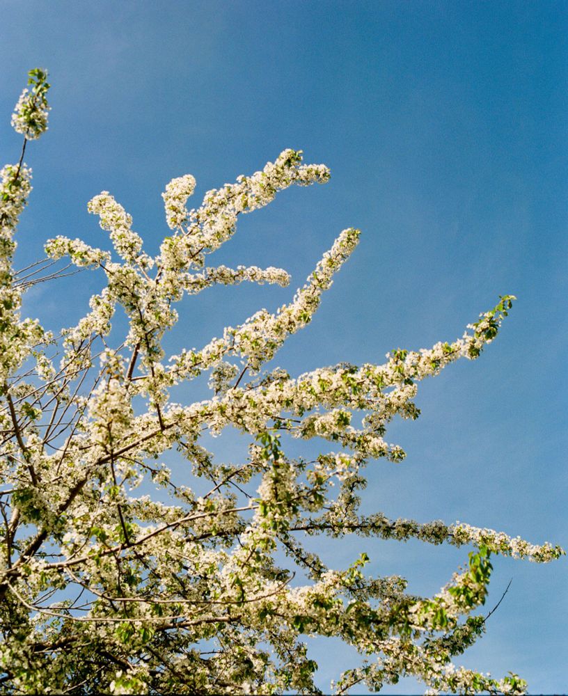 A tree with branches covered in clusters of small white blossoms stretches against a clear blue sky. Bright green leaves are interspersed among the flowers, and sunlight highlights the details of the petals and branches, creating a fresh and vibrant springtime scene.