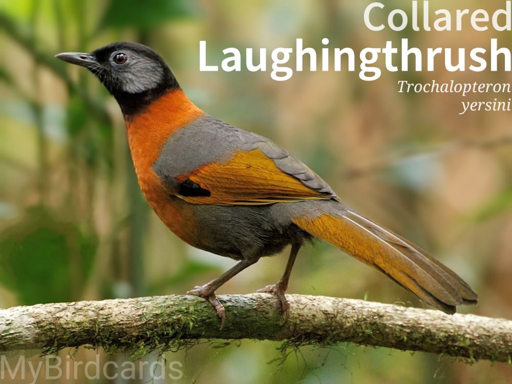 🌏 Collared Laughingthrush (Trochalopteron yersini)

The Collared Laughingthrush is a striking bird, adorned in black, gray, and bright orange, with a black head, silver ear patch, and a distinct orange "collar." It is endemic to southern Vietnam, inhabiting dense understory of montane evergreen forests. They are typically found in small groups, foraging quietly on the forest floor, though they can be elusive. Their vocalizations include an odd, rising, yodel-like call. 2.5 Flash (Edited)

Conservation status: Endangered (IUCN 3.1)

📷: Photo by minhtri8725493 via Pixabay 
https://pixabay.com/photos/bird-branch-tree-beak-feathers-6593250/

FFOY