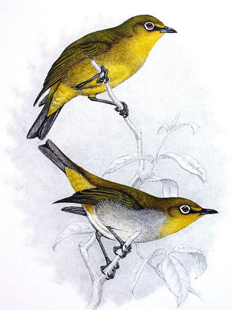 Cape white-eye - Wikipedia