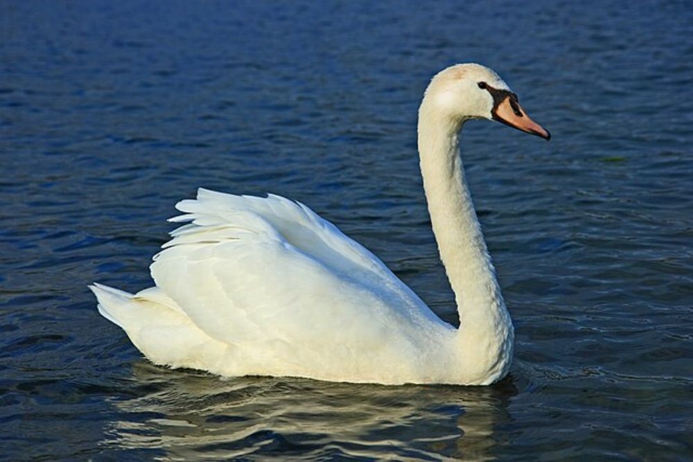 Mute swan - Wikipedia