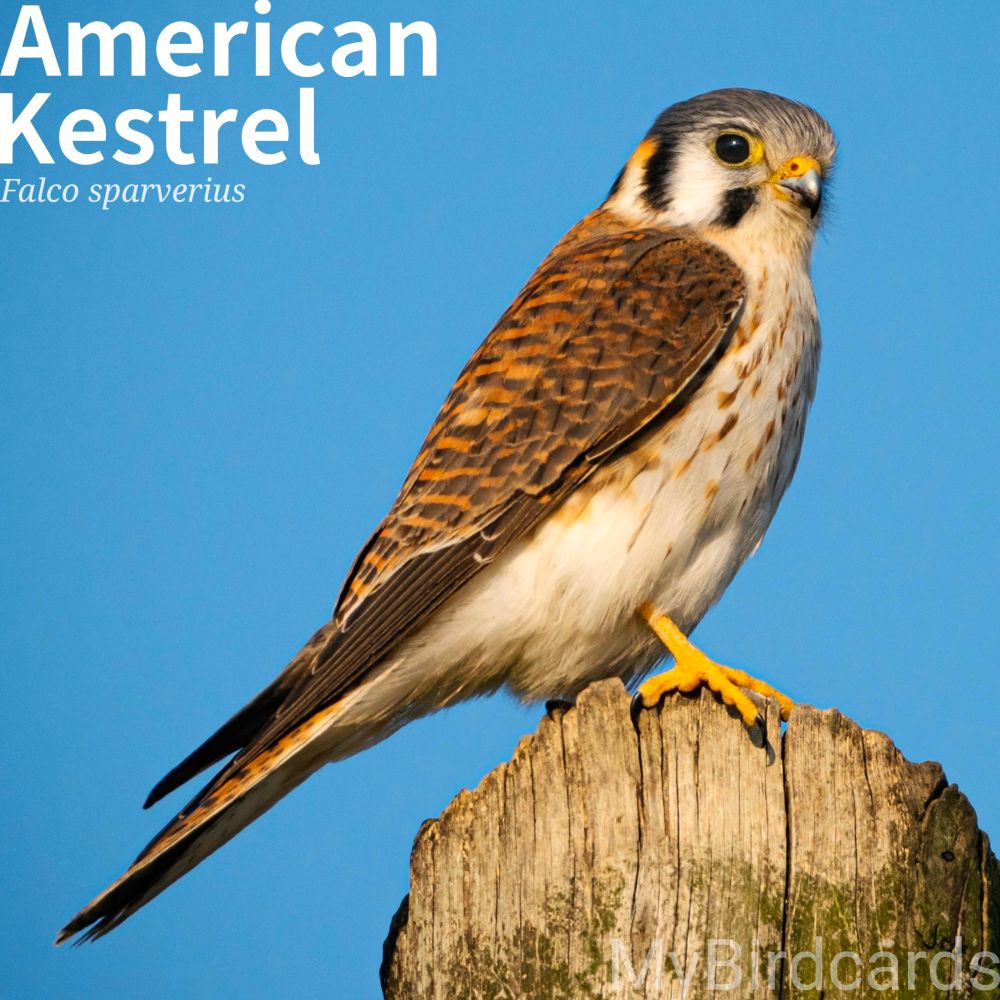 🌎 American Kestrel, female (Falco sparverius) The American Kestrel is a small falcon, with males having slate-blue wings and females having rusty-brown wings. Both have a rusty back and tail, with black barring, and two prominent black 
