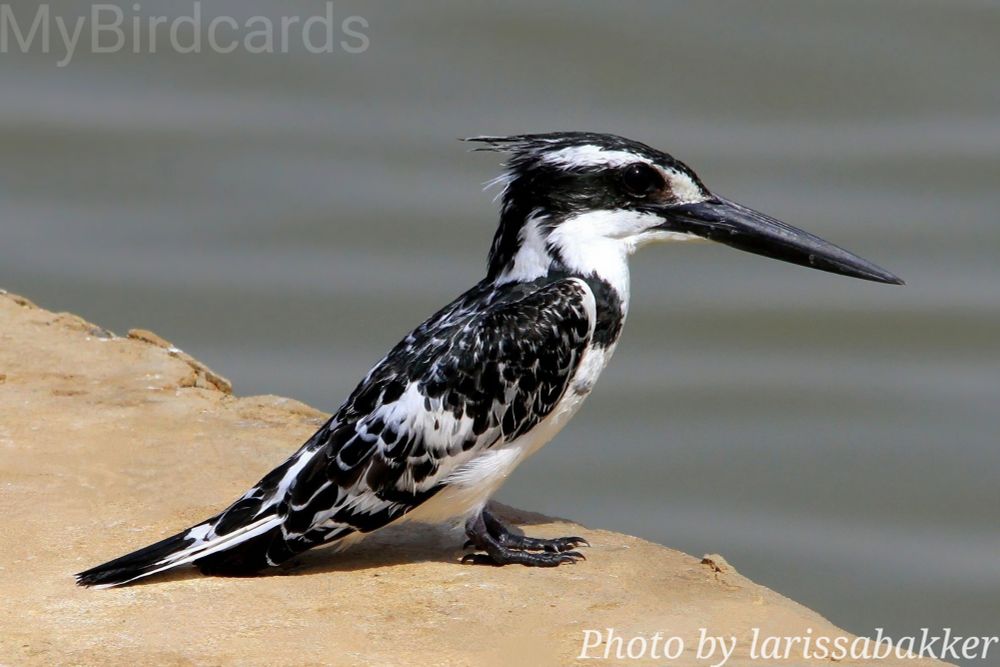 "I'm a medium-sized kingfisher widespread in Africa and Asia. I'm mostly black and white with a black crest and eye mask, white eyebrows, and black breast bands. I'm frequently seen hovering over water before plunging to catch my prey. Unlike most kingfishers, I am not overly shy and I'm often found near human habitation." 

What bird am I?

📷: Photo by larissabakker via Pixabay 