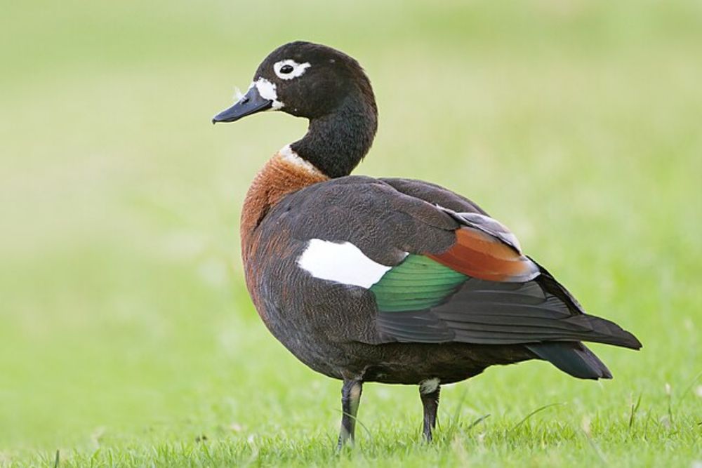 Australian shelduck - Wikipedia