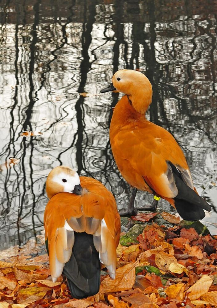 Ruddy shelduck - Wikipedia