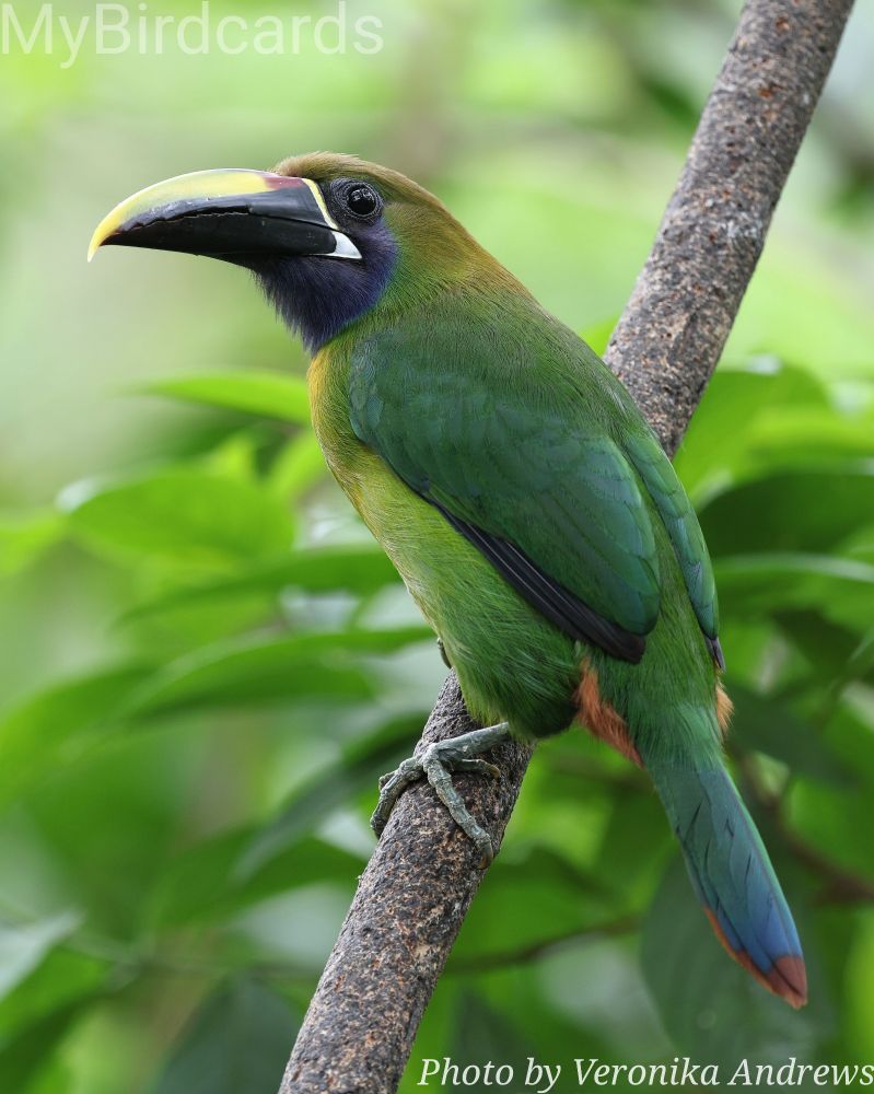 "I'm a relatively small species of toucan found in the montane forests of southern Mexico and Central America. My plumage is primarily a rich and vibrant shade of green, which gives me my common name. I have a striking yellow and black beak with a vertical white strip at its base. My chestnut-tipped tail fades from green to blue. I often perch in the canopy, where I feed on fruits and insects. My call is a series of loud, sharp "rrep-rrep-rrep" sounds." 2.5 Flash (Edited)

What bird am I?

📷: Photo by Veronika_Andrews via Pixabay 