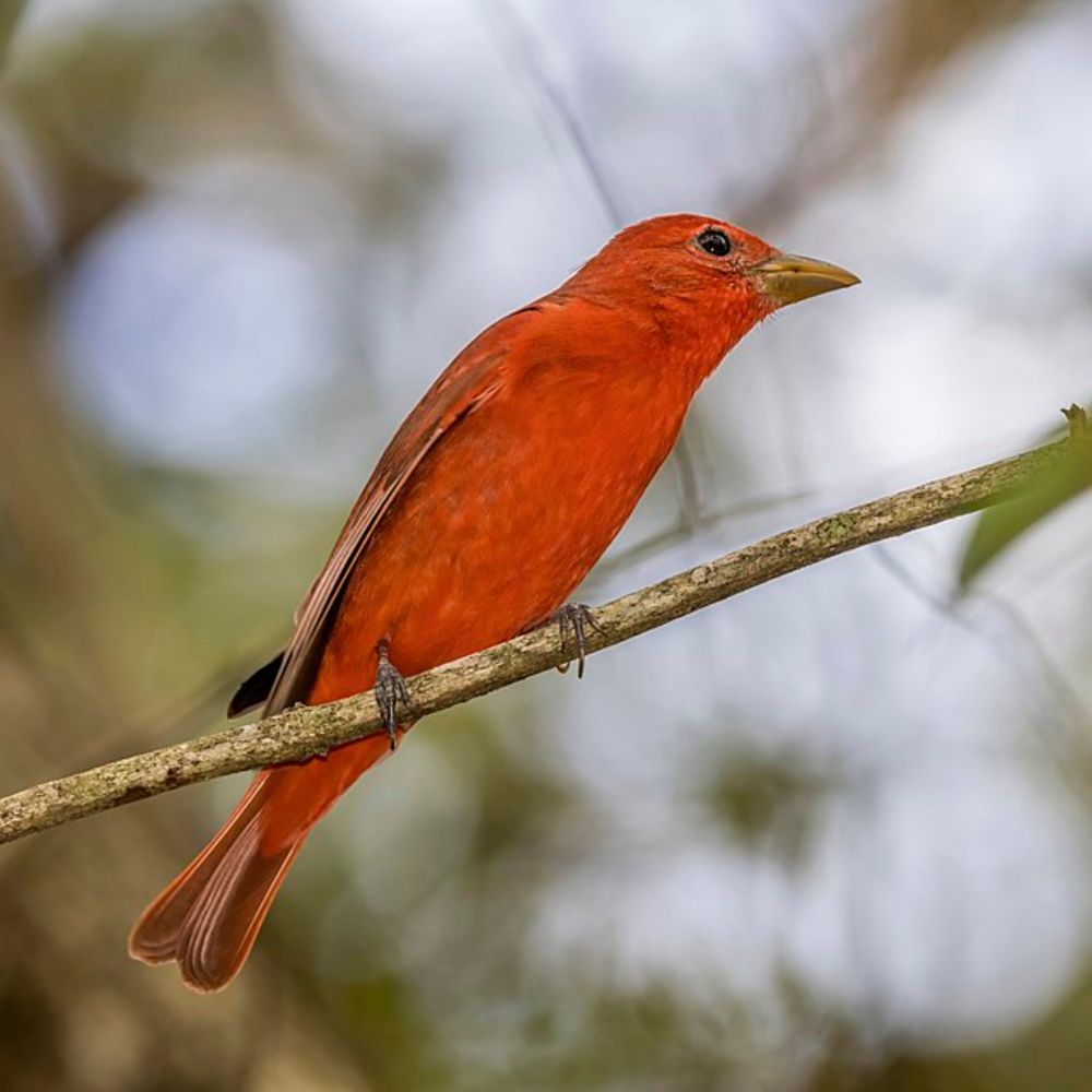 Summer tanager - Wikipedia