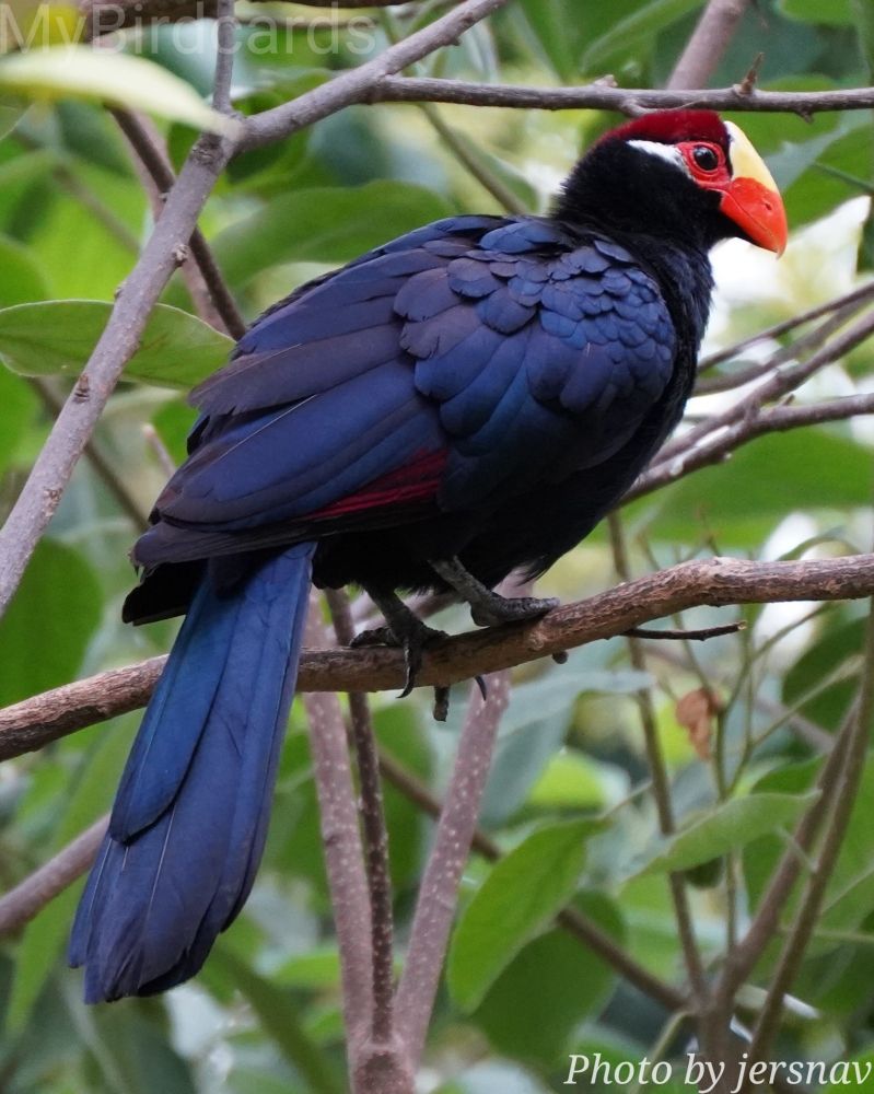 "I'm a vibrant bird from the woodlands of West and Central Africa. My plumage is primarily a glossy, deep violet-purple, contrasting with a striking bright red and yellow beak, and a chestnut crown on my head. I'm known for my loud, "kow-kow-kow" calls." 2.5 Flash (Edited)

What bird am I?

📷: Photo by jersnav via Pixabay
