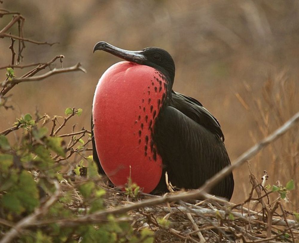 Magnificent frigatebird - Wikipedia