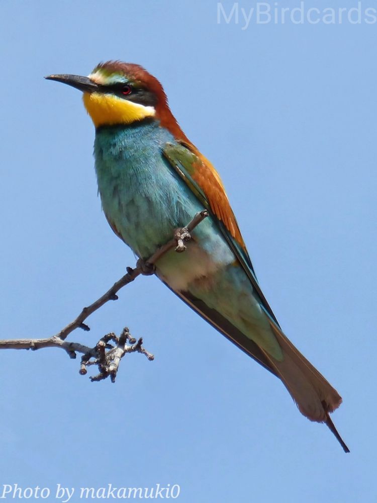 "I am a brightly coloured bird with a slender body and a long, slightly downturned beak. My plumage is a mix of chestnut, yellow, blue, and green, and I have a black mask across my eyes. My name comes from my diet, which consists mainly of flying insects - especially bees, wasps, and hornets, whose stings I remove before eating. I nest in burrows dug into sandy banks." 2.5 Flash (Edited)

What bird am I?

📷: Photo by makamuki0 via Pixabay 
