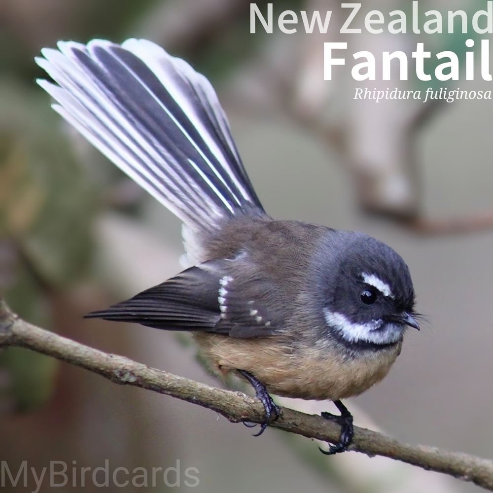 🌏 New Zealand Fantail (Rhipidura fuliginosa) 

The New Zealand Fantail is a small, energetic bird with a variable grey-brown back, a yellowish-orange underside, and a dark band across its chest below a white throat. Distinctive white "eyebrows" adorn its dark grey face. Found throughout New Zealand in forests, gardens, and scrublands, it is highly active and not shy. It uses its fanned tail to make acrobatic flights while catching insects. 

Four subspecies are recognised.

Conservation status: Least Concern (IUCN 3.1)

📷: Photo by LorryM via Pixabay 
https://pixabay.com/photos/new-zealand-native-bird-fantail-4835197/

YPSN