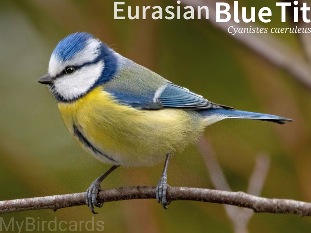 🌍 Eurasian Blue Tit (Cyanistes caeruleus) 

The Eurasian Blue Tit is a small, colourful bird with a blue cap, wings, and tail, a white face with a dark eye-stripe, and a yellowish belly. They are widespread across Europe and parts of western Asia, inhabiting woodlands, parks, and gardens. Blue Tits are highly active and agile foragers, often seen clinging upside down on branches to find insects. They are non-migratory and frequently visit bird feeders, especially during winter. They typically nest in tree holes or nest boxes. 2.5 Flash (Edited)

Nine subspecies are recognised.

Conservation status: Least Concern (IUCN 3.1)

📷: Photo by wzdigiphoto via Pixabay 
https://pixabay.com/photos/blue-tit-branch-bird-perched-6091507/

VRYP