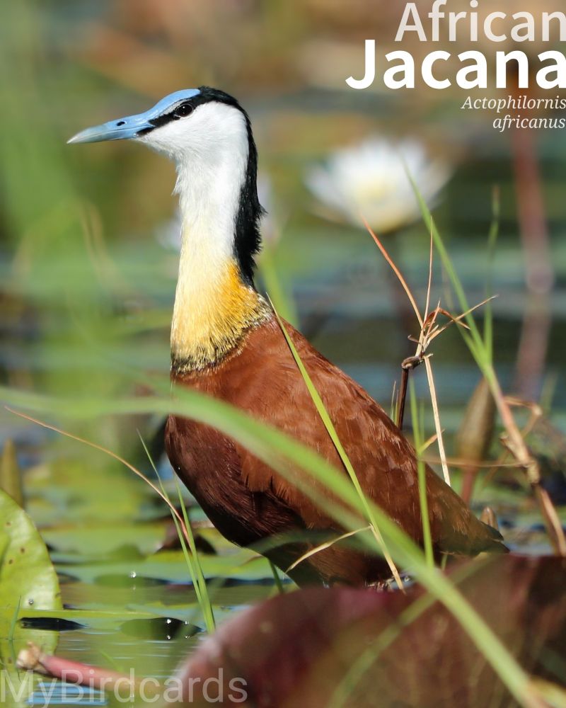 🌍 African Jacana (Actophilornis africanus) 

The African Jacana is a striking bird with a chestnut body, a black crown, hindneck, and eye stripe. Its blue bill extends up as a head shield, whilst its face, neck and chest is white, graduating into yellow. Its most notable feature is its extremely long legs and toes, which allow it to walk on floating vegetation like lily pads. It is found in freshwater wetlands across sub-Saharan Africa. 2.5 Flash (Edited)

No subspecies are recognised.

Conservation status: Least Concern (IUCN 3.1)

📷: Photo by josibo via Pixabay 
https://pixabay.com/photos/jacana-bird-water-fowl-animal-6788452/

GNNV