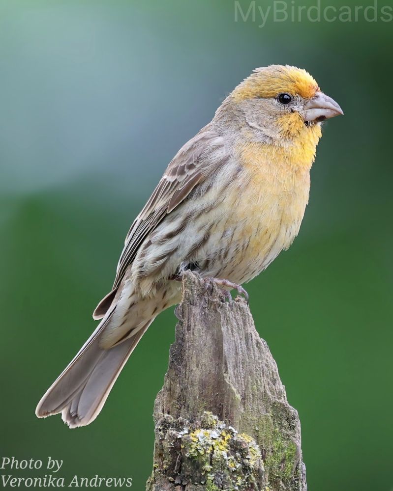"I'm a small finch, often found in suburban areas across North America. While most of my kind are known for their red and brown plumage, I stand out with vibrant yellow on my head and chest. I have a streaky brown back and a conical beak perfect for cracking seeds." 2.5 Flash (Edited)

What bird am I?

📷: Photo by Veronika_Andrews via Pixabay 