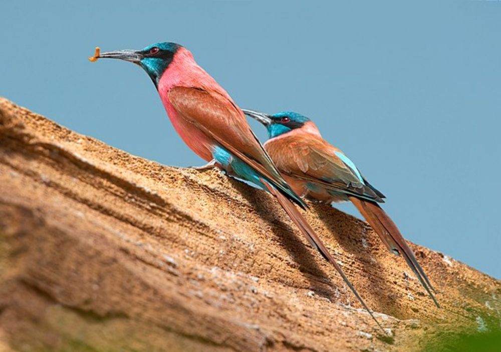 Northern carmine bee-eater - Wikipedia