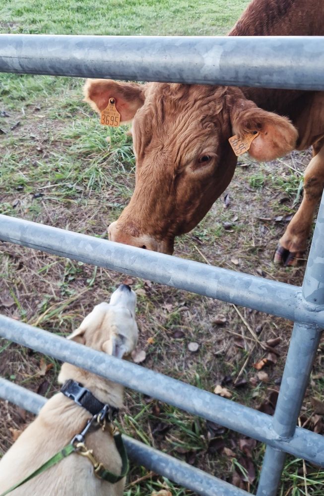 Dog and cow sniffing one another.