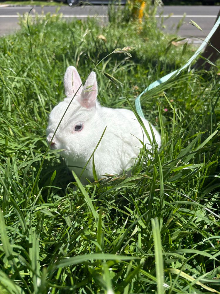 A photo of a white rabbit in grass on a lead and harness 