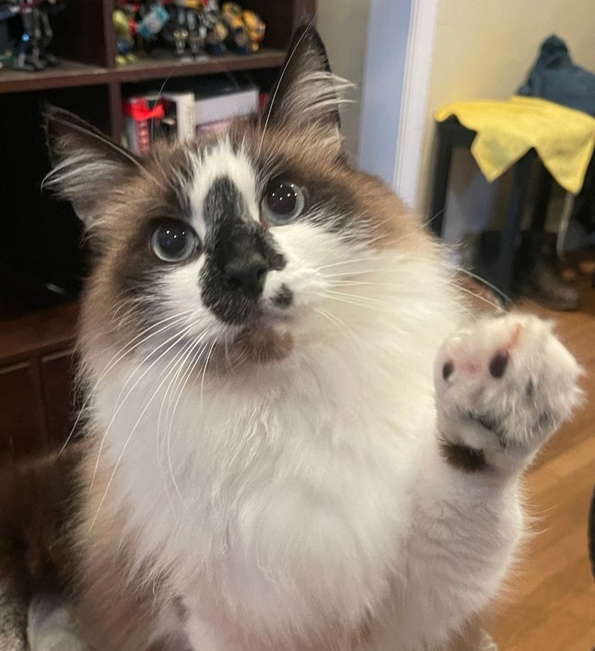 Badger, the fluffy brown and white snowshoe cat holds his paw up in greeting revealing his like black toe beans