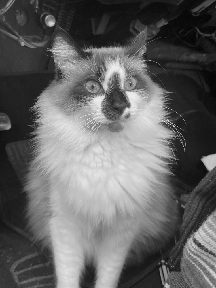 A fluffy snowshoe cat stands alert with eyes wide and ears perked up staring at something in the distance. 