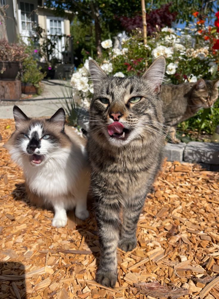Two cats in the foreground with the third in the background stand waiting for treats. The two in front, a fluffy brown and white snowshoe and a brown tabby are licking their mouths with anticipation. They are standing in the garden filled with white flowers and green foliage.