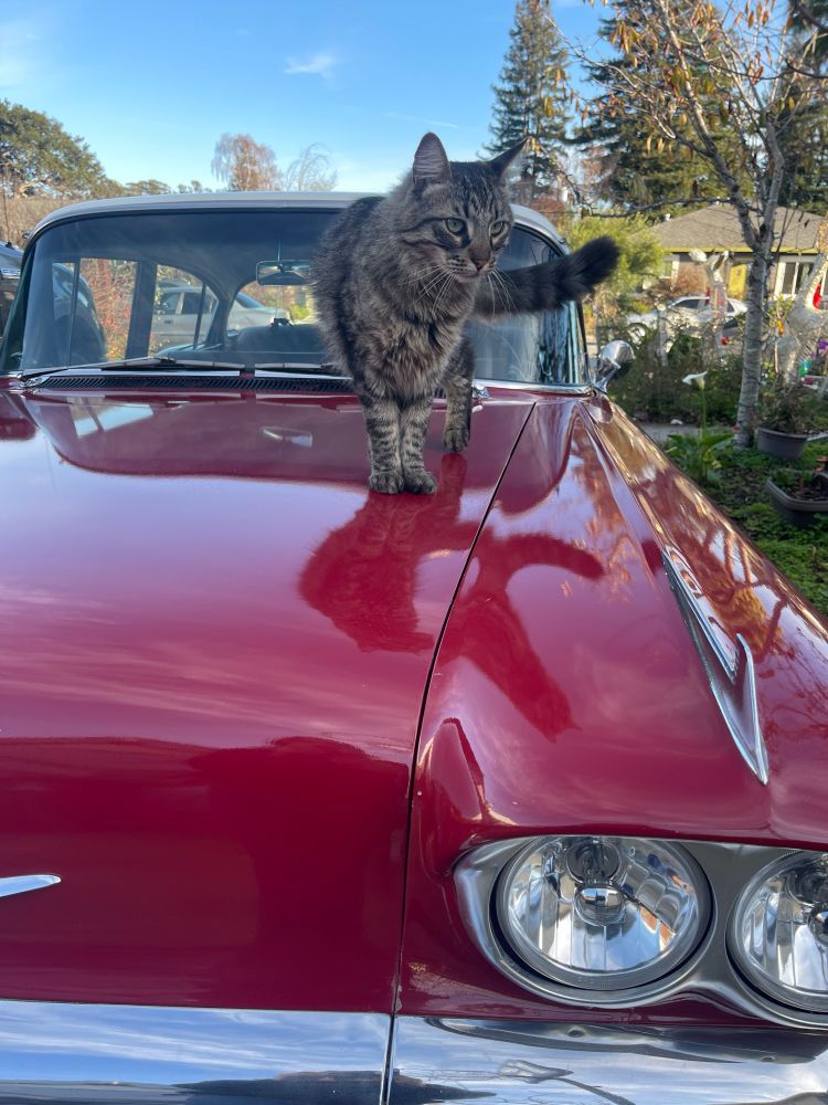 A brown tabby stands on the hood of a red 58 Chevy Bel air with his tail up! There are trees and blue skies visible in the background. 